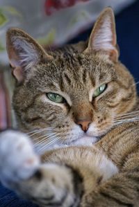 Close-up portrait of cat