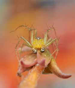 Close-up of spider