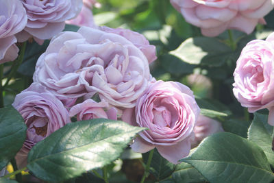 Close-up of pink rose bouquet