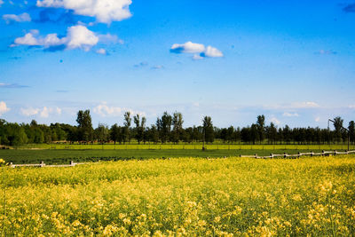 Scenic view of agricultural field against sky