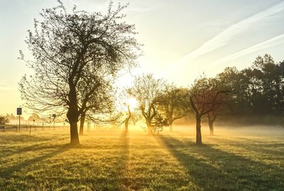 Trees on field against sky during sunset