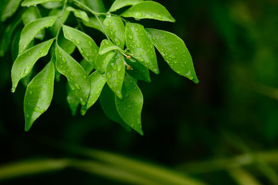 Close-up of leaves