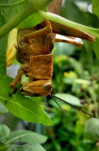 Close-up of insect on leaf