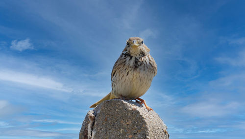 Low angle view of eagle perching on rock