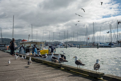 Birds flying over sea