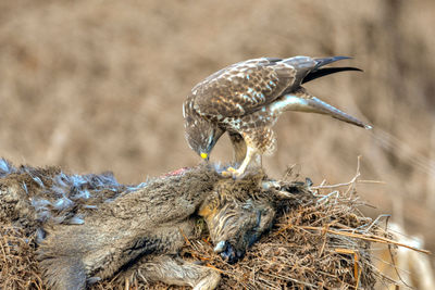 Close-up of bird perching in nest