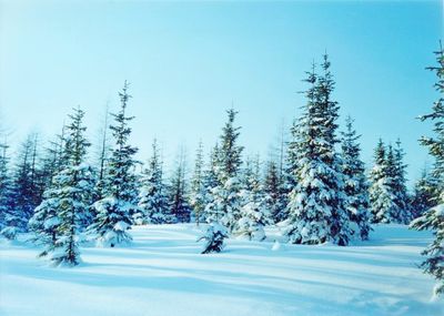 Snow covered pine trees in forest against sky