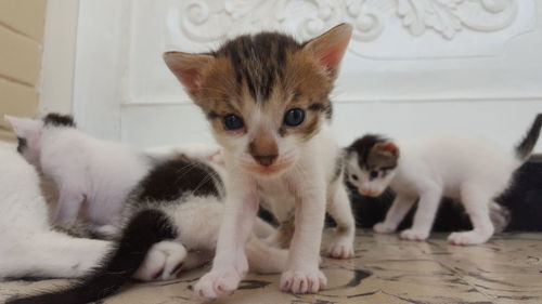 Portrait of kitten sitting