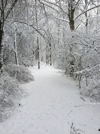 Snow covered trees in forest