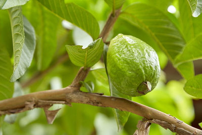 Close-up of guava growing on tree