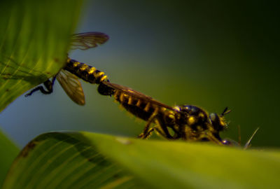 Close-up of insect on leaf