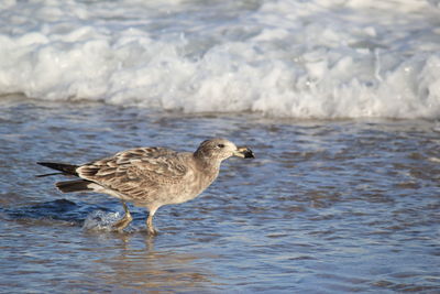 Side view of pacific seagull on beach number 1