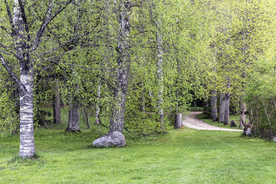 Trees in forest