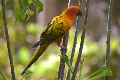Close-up of parrot perching on branch