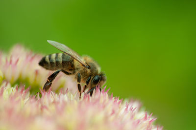 Close-up of bee pollinating on flower