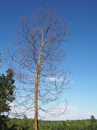 Low angle view of bare tree against clear blue sky