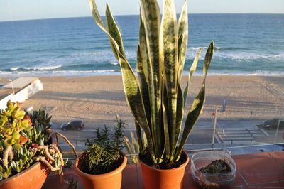 Cactus growing on beach