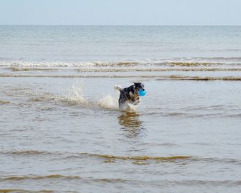 Man with dog at beach against sky