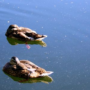Birds swimming in water