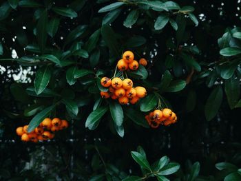 Close-up of orange fruits on tree