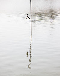 Reflection of trees in water