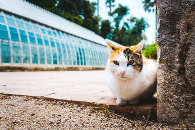 Portrait of a cat