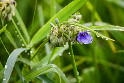 Purple flower in bloom on a rainy day