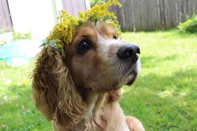 Close-up portrait of dog on grass