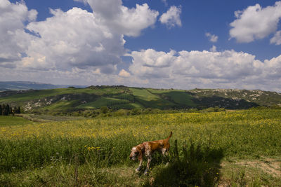 grassland