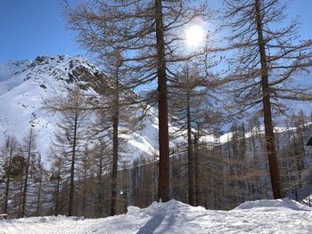 Snow covered land and trees against sky