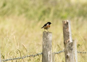 Bird perching on wooden post