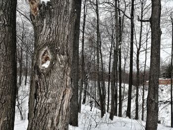 Bare trees in forest during winter