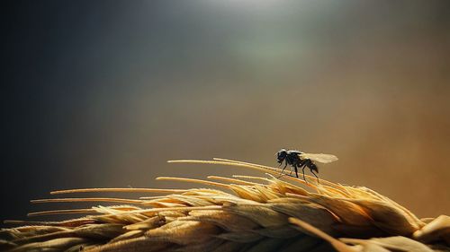 Close-up of insect on flower