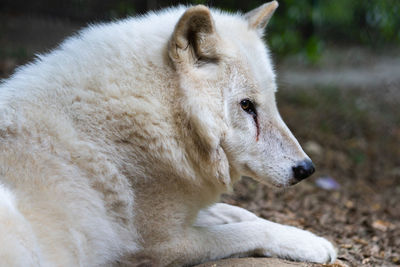 Close-up of dog