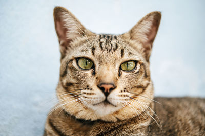 Portrait of cat sitting against wall