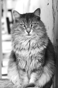 Close-up portrait of cat