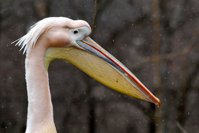 Close-up of pelican