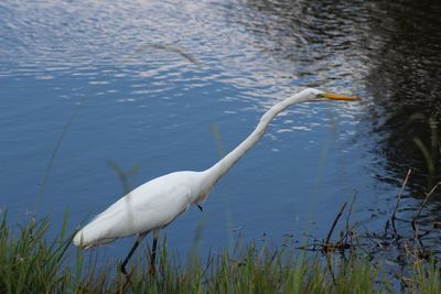 White swan in lake