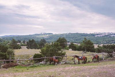 Horses in park against sky