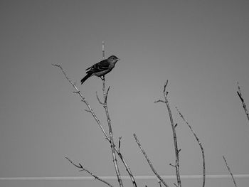 Bird perching on tree against clear sky