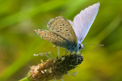 Close-up of butterfly pollinating on flower