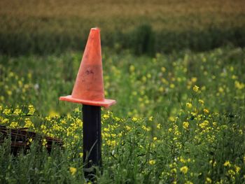 Close-up of yellow flower on field