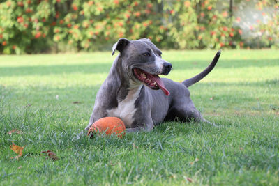 Close-up of a dog on field