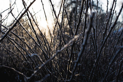 Frosted bushes with thorns shot in natural light morning sun 