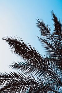 Low angle view of palm tree against clear sky