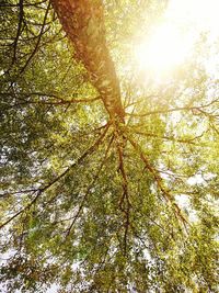 Low angle view of trees