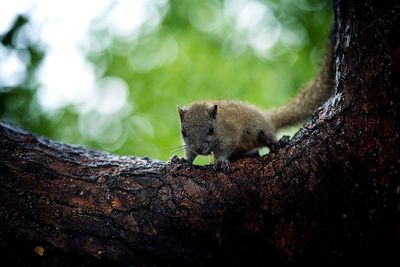 Close-up of squirrel on tree trunk