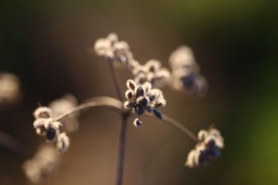 Close-up of wilted flowering plant