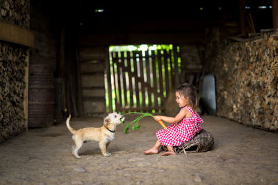 Little girl is holding a carrot in an old barn and playing with a small dog
