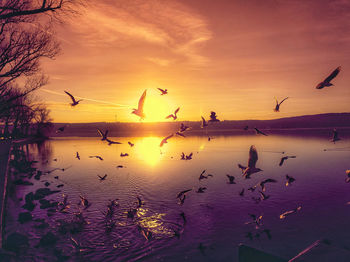 Seagulls flying over lake during sunset